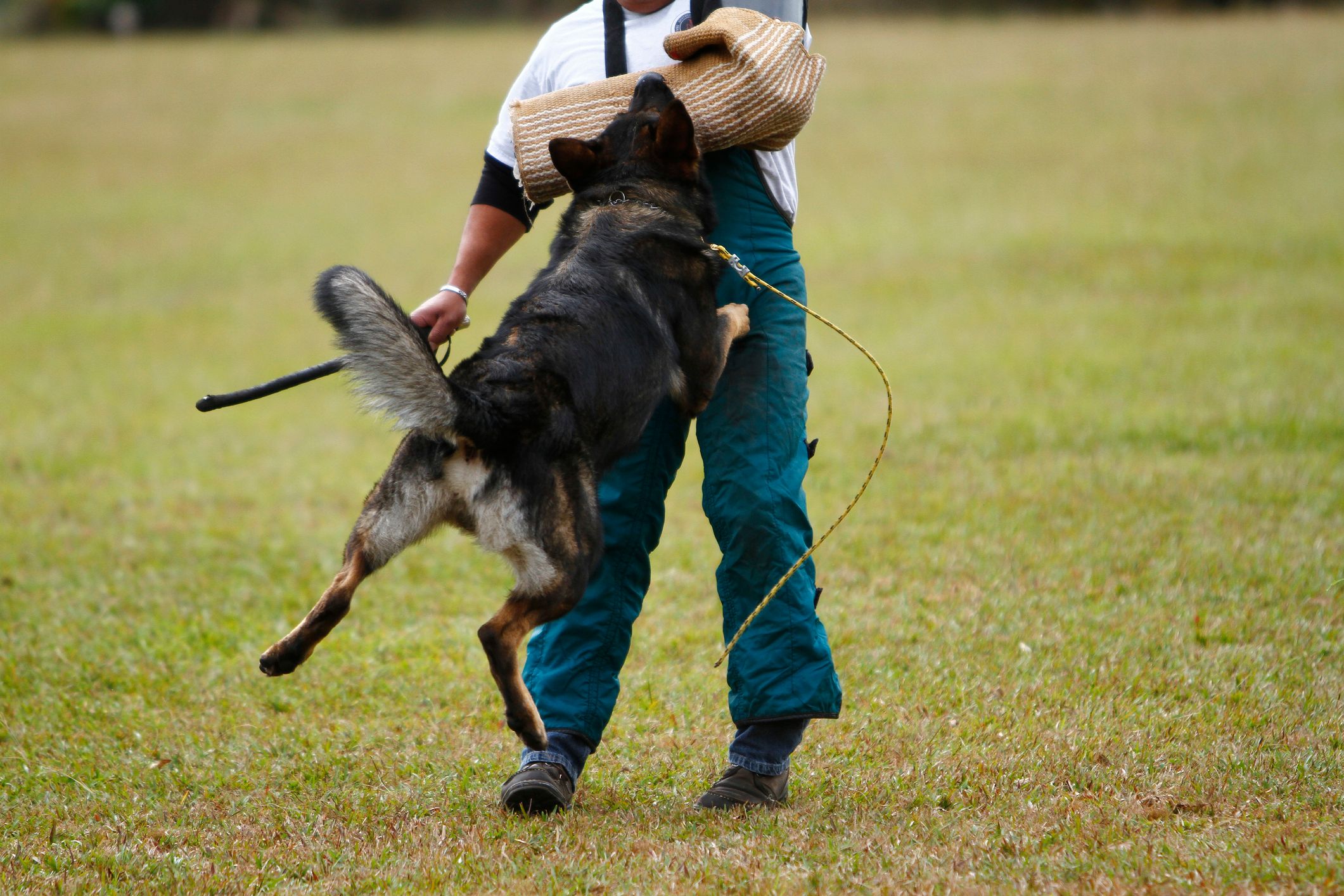 german shepherd in schutzhund training
