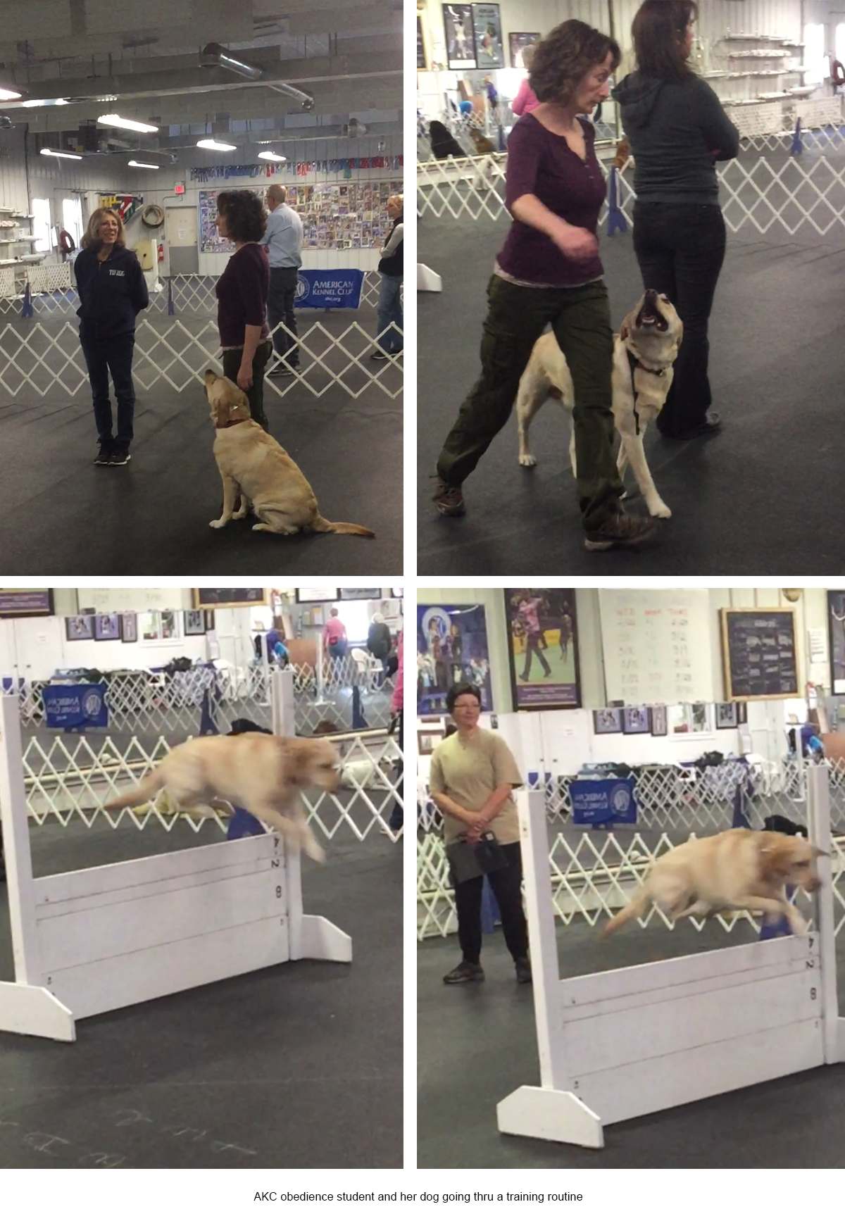 Dog Training - Frenchtown, NJ - Pro Canine Center