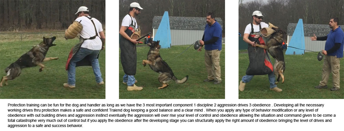 Protection Training at Pro Canine Center