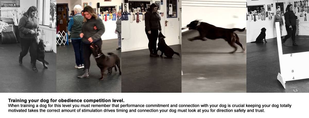 training-obedience-competition